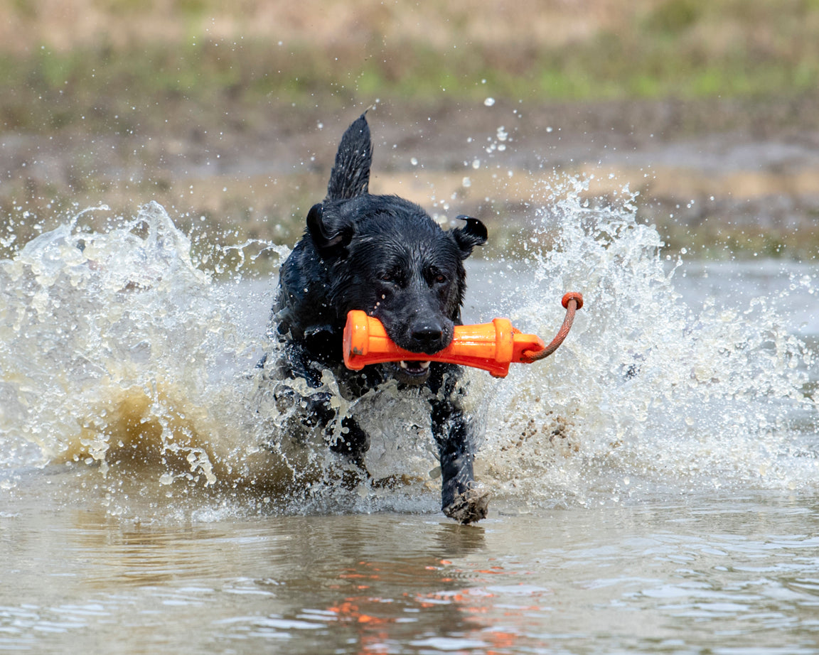 Gunners Up Dog Ramp Gunners Up - Hunting Dog Training Equipment
